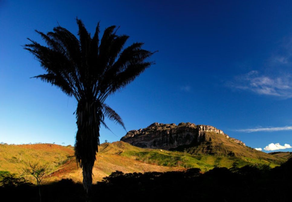 hotspots de biodiversidade - Ale Cappi - Chapada Diamantina-BA