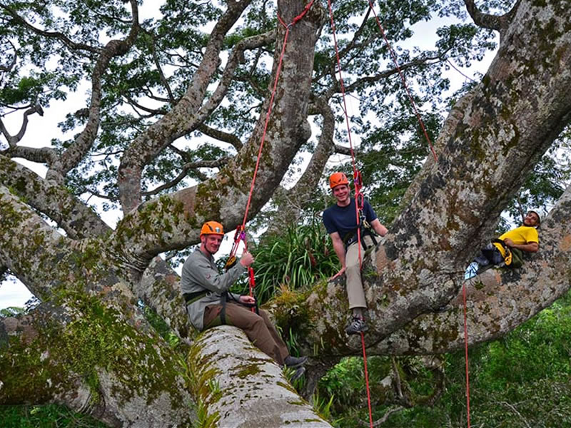 Tree Climbing