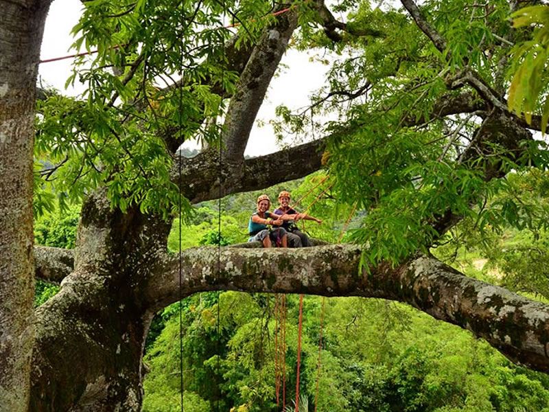 Tree Climbing