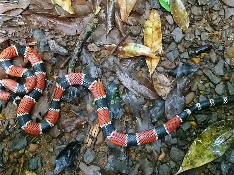 Iguazu Explorer