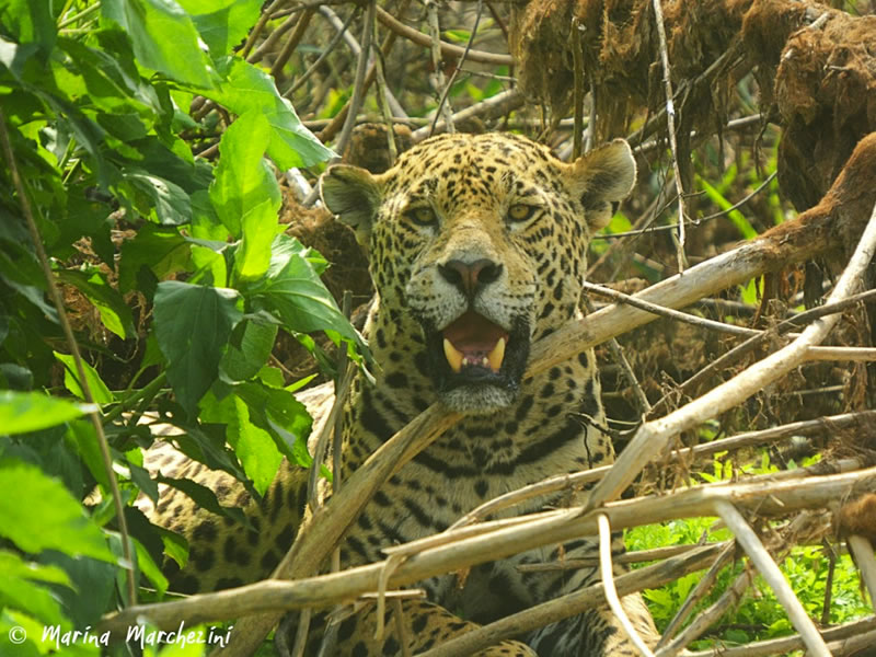 Pantanal