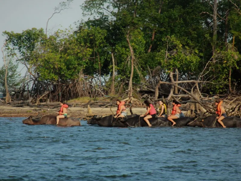 Fazenda São Jerônimo - Soure - PA