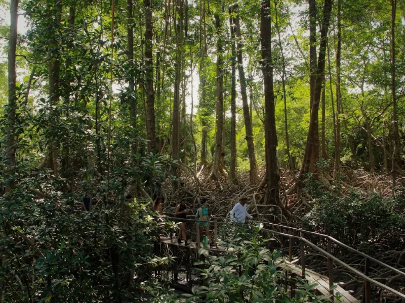 Fazenda São Jerônimo - Soure - PA