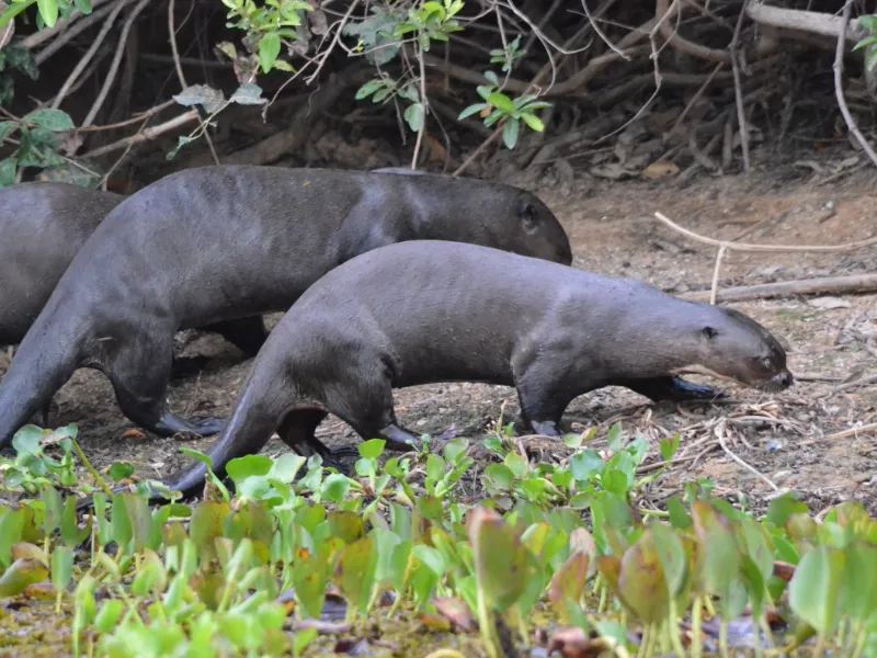 Eco Adventures Travel